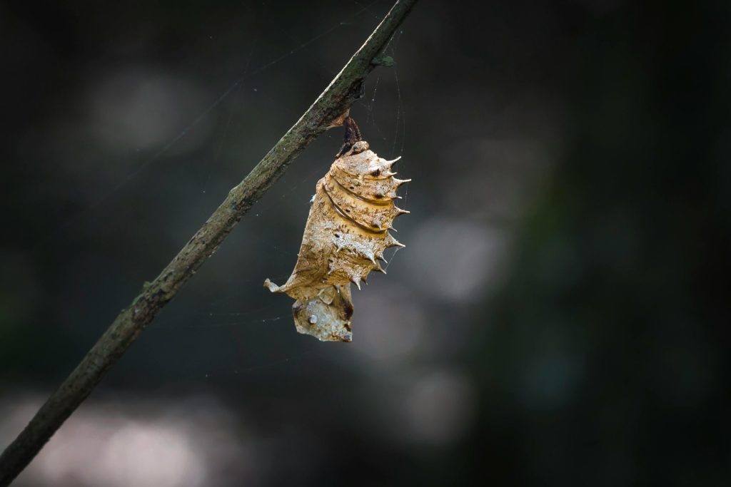 Vue détaillée d'une chrysalide suspendue à une branche, mettant en valeur la métamorphose.