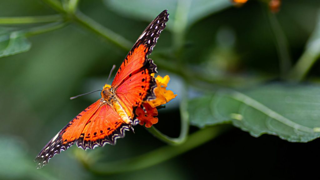 un papillon sur une fleur
